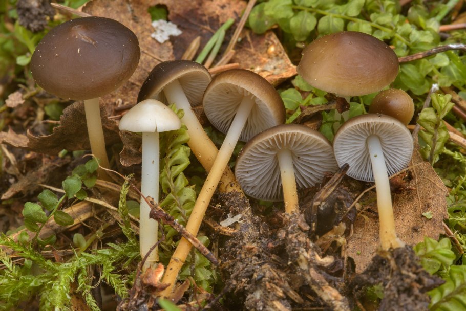 Стробилюрус съедобный