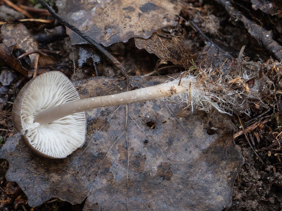 Mycena strobilicola