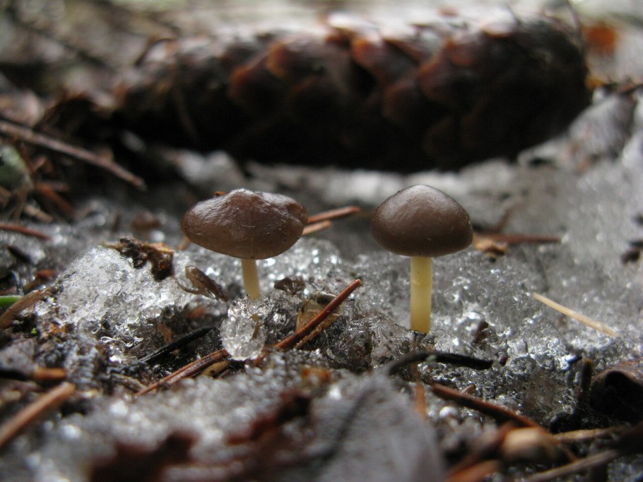 Strobilurus esculentus