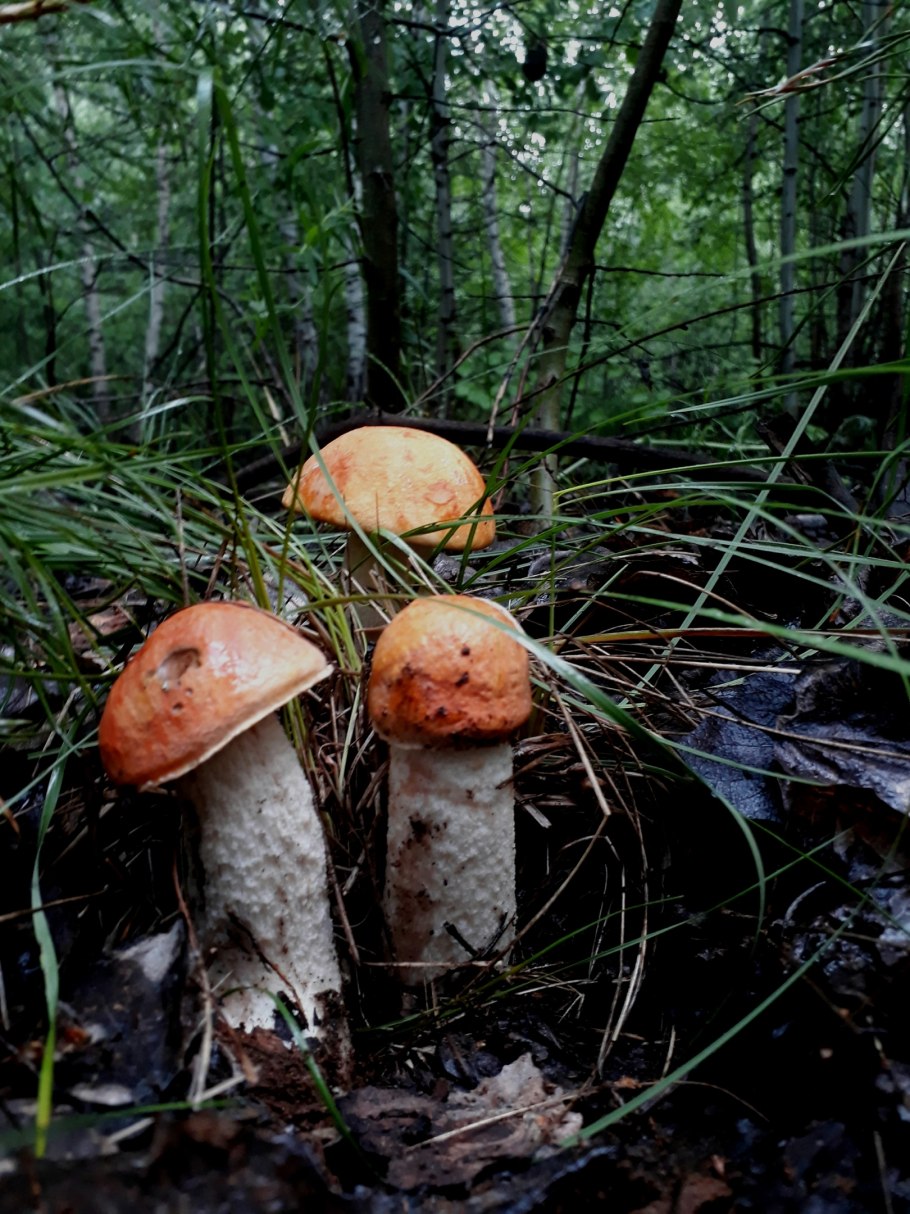 Маленькие съедобные грибы