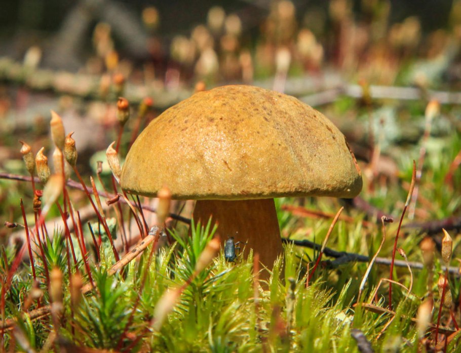 Съедобные грибы и несъедобные грибы