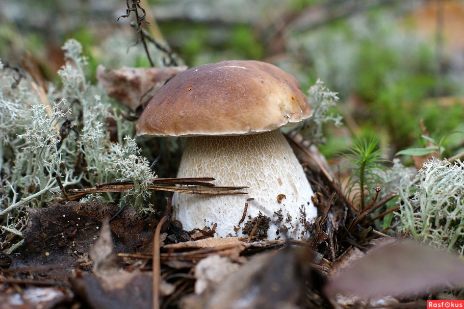 Съедобные грибы Ленинградской области