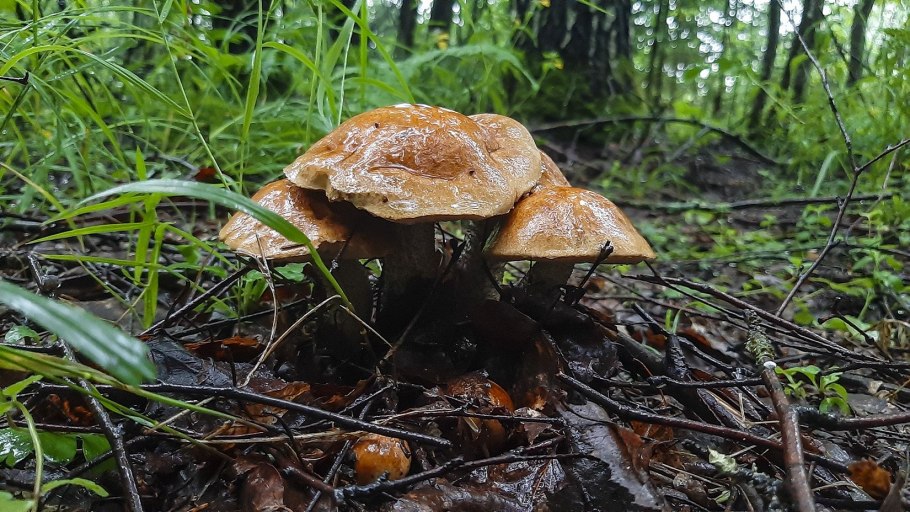 Грибочки съедобные