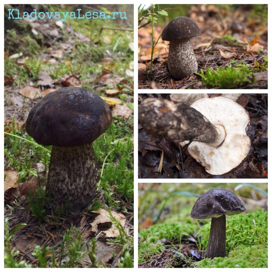 Полезные грибы названия