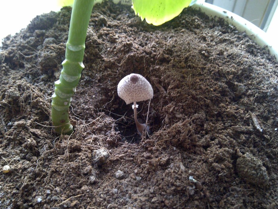 В горшке с цветком вырос гриб