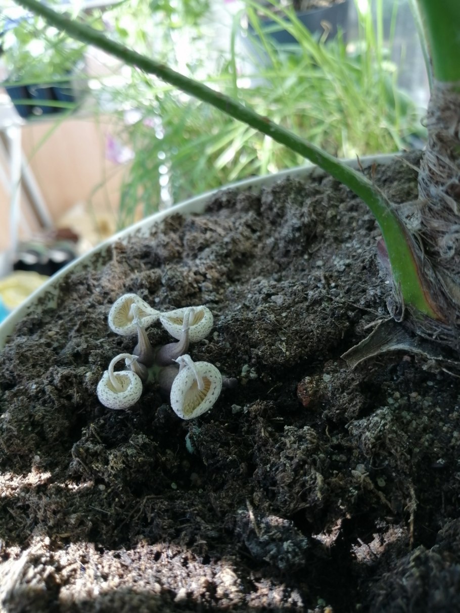В горшке с кактусом выросли грибы