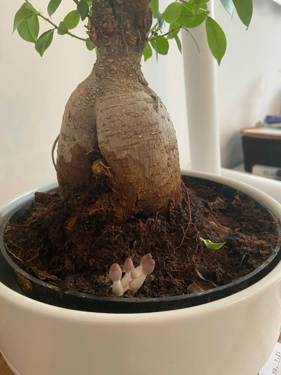 Белые грибы в горшке