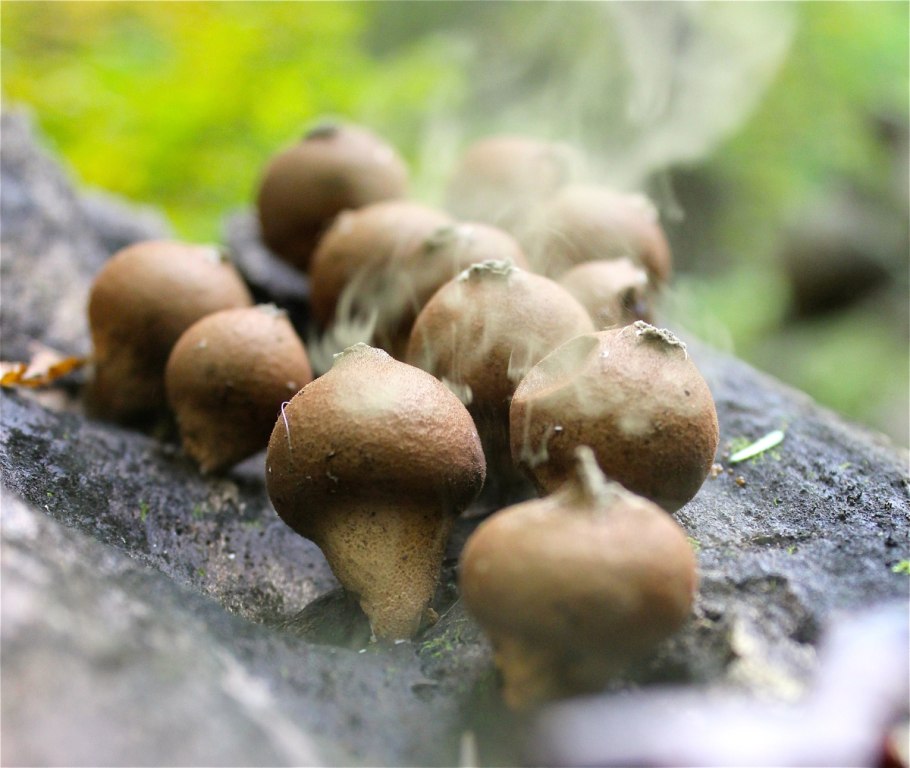 Грибы в раковине