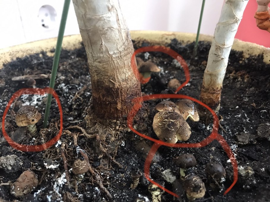 Leucocoprinus birnbaumii