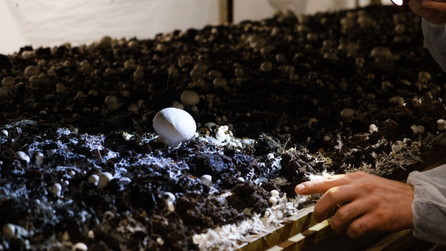 Вырастить мицелий белых грибов