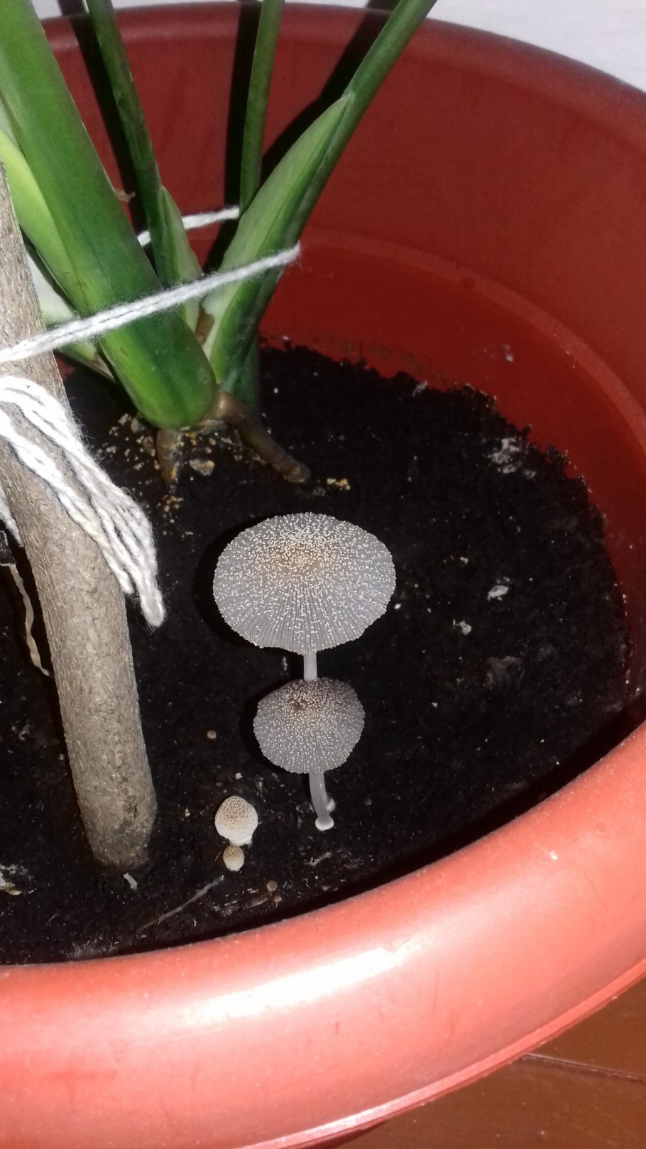 Гриб Белонавозник Бирнбаума