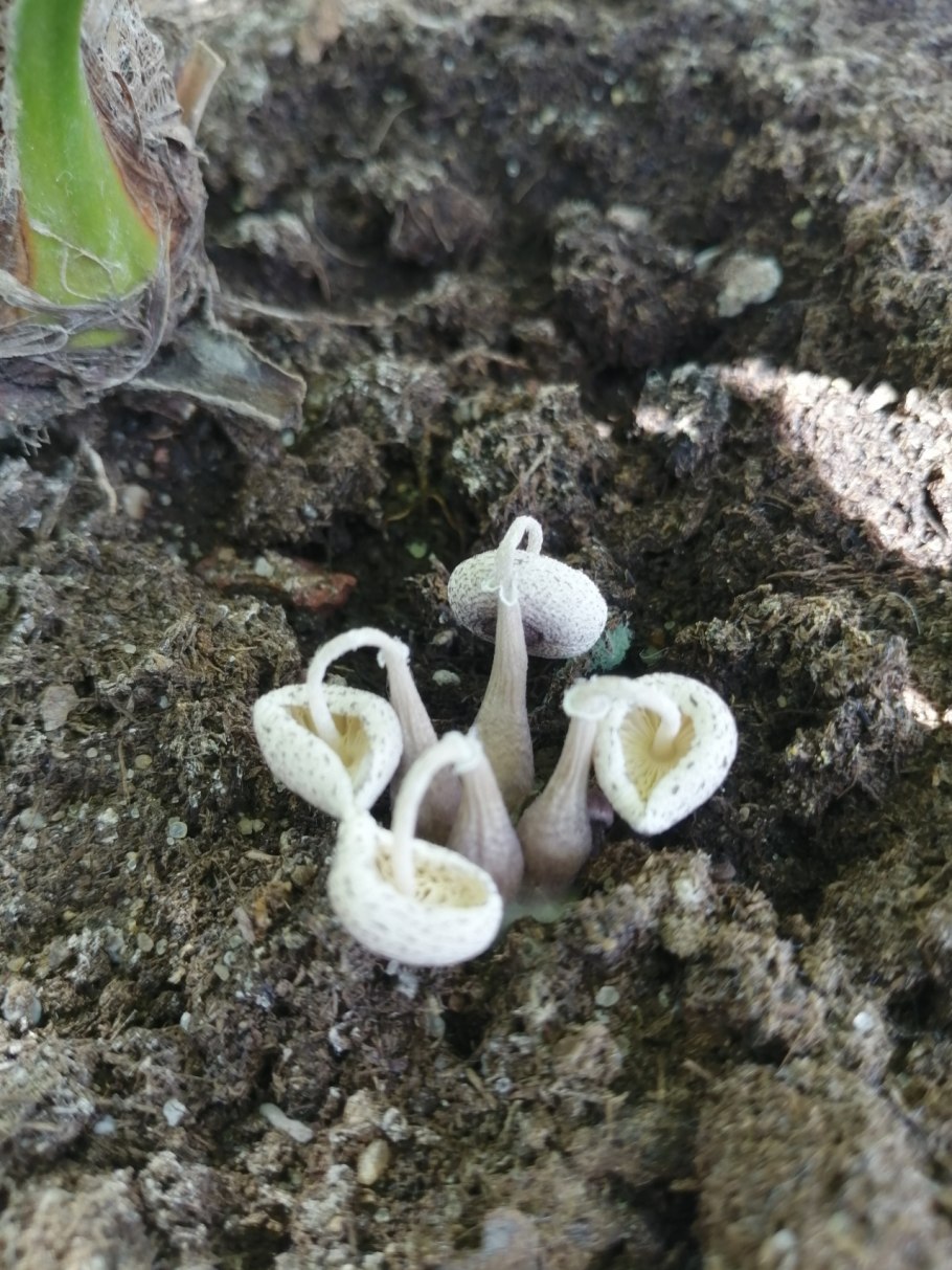 Грибок в земле комнатных растений