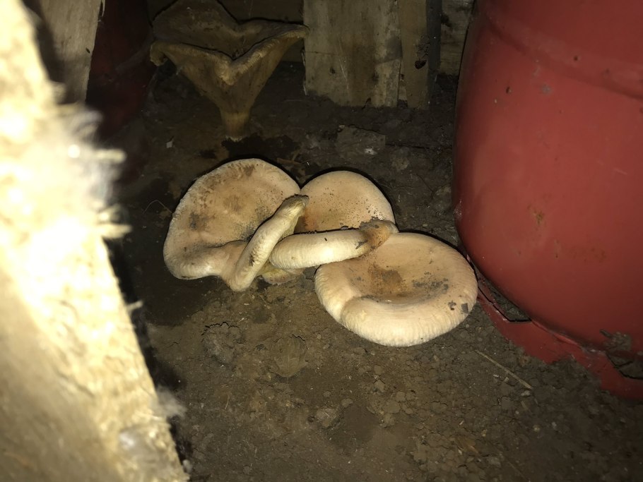 Белый груздь гриб