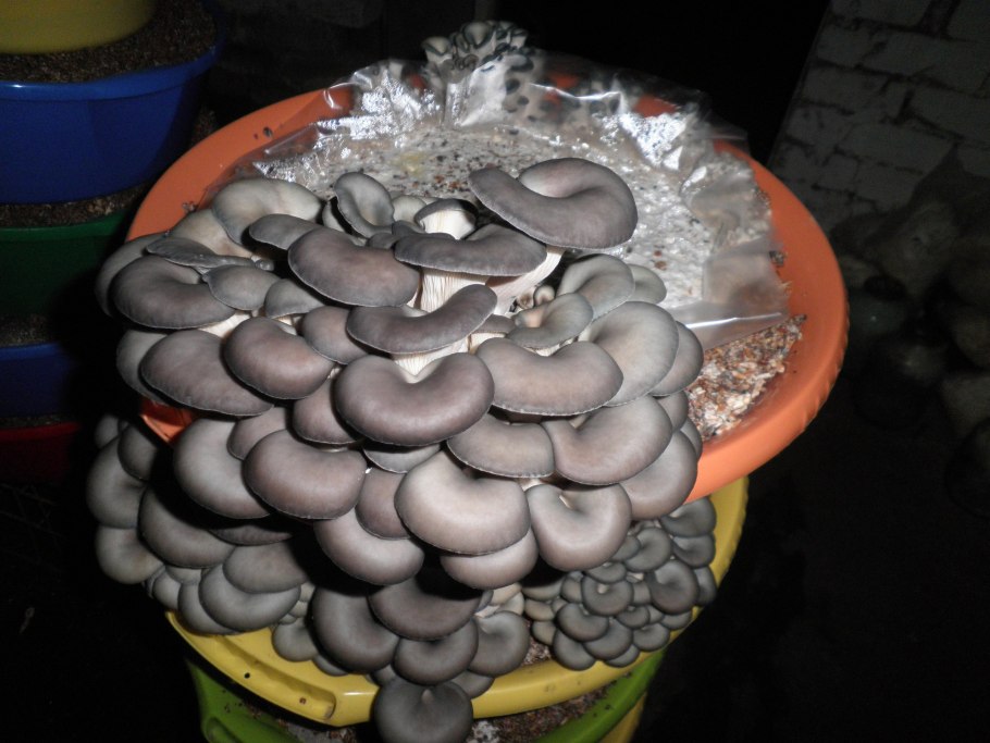 Выращивание грибов в Армении