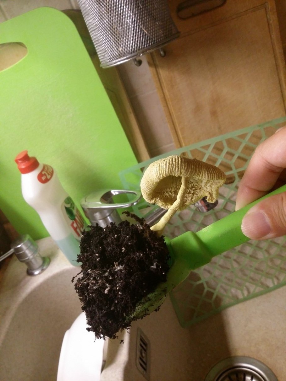 Домашняя грибница шампиньоны