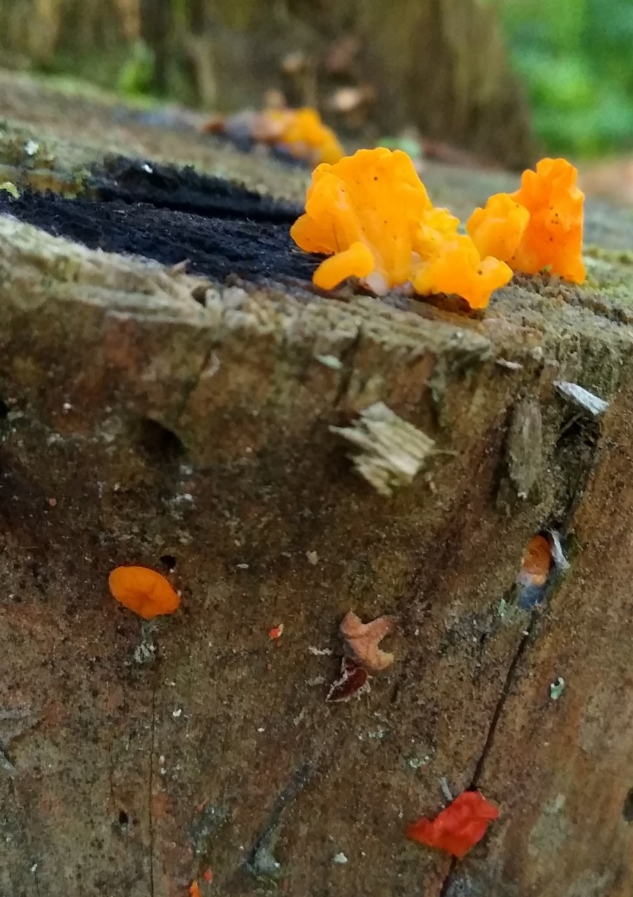 Опята в огороде