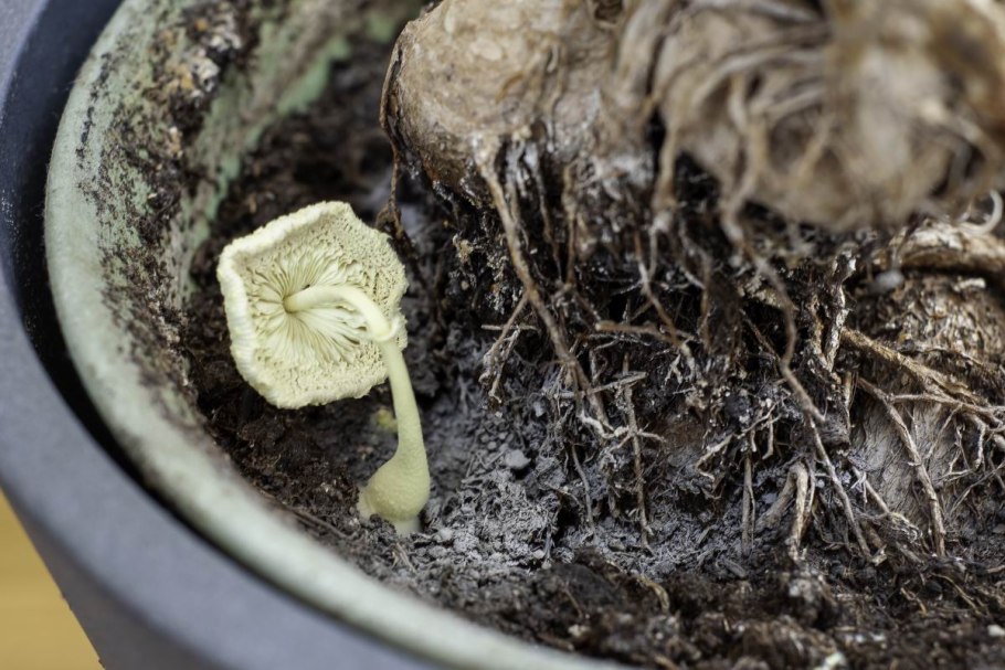 Мицелий белых грибов