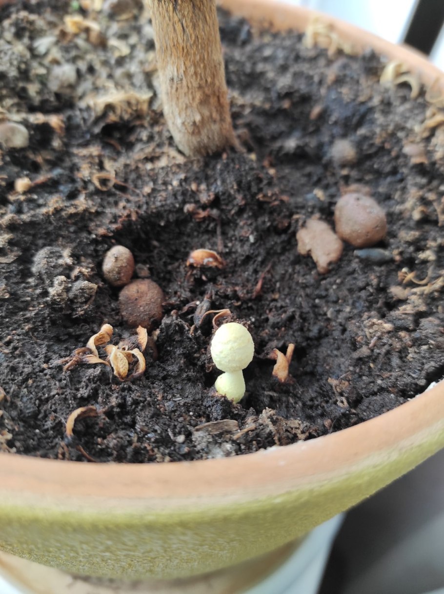 Белонавозник Бирнбаума в цветочном горшке