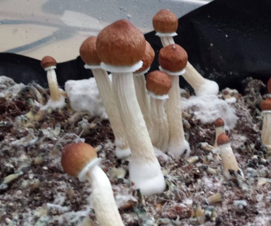 Psilocybe Cubensis Plantasia Mystery