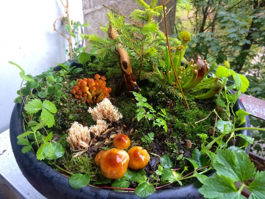 Суккуленты растут грибы