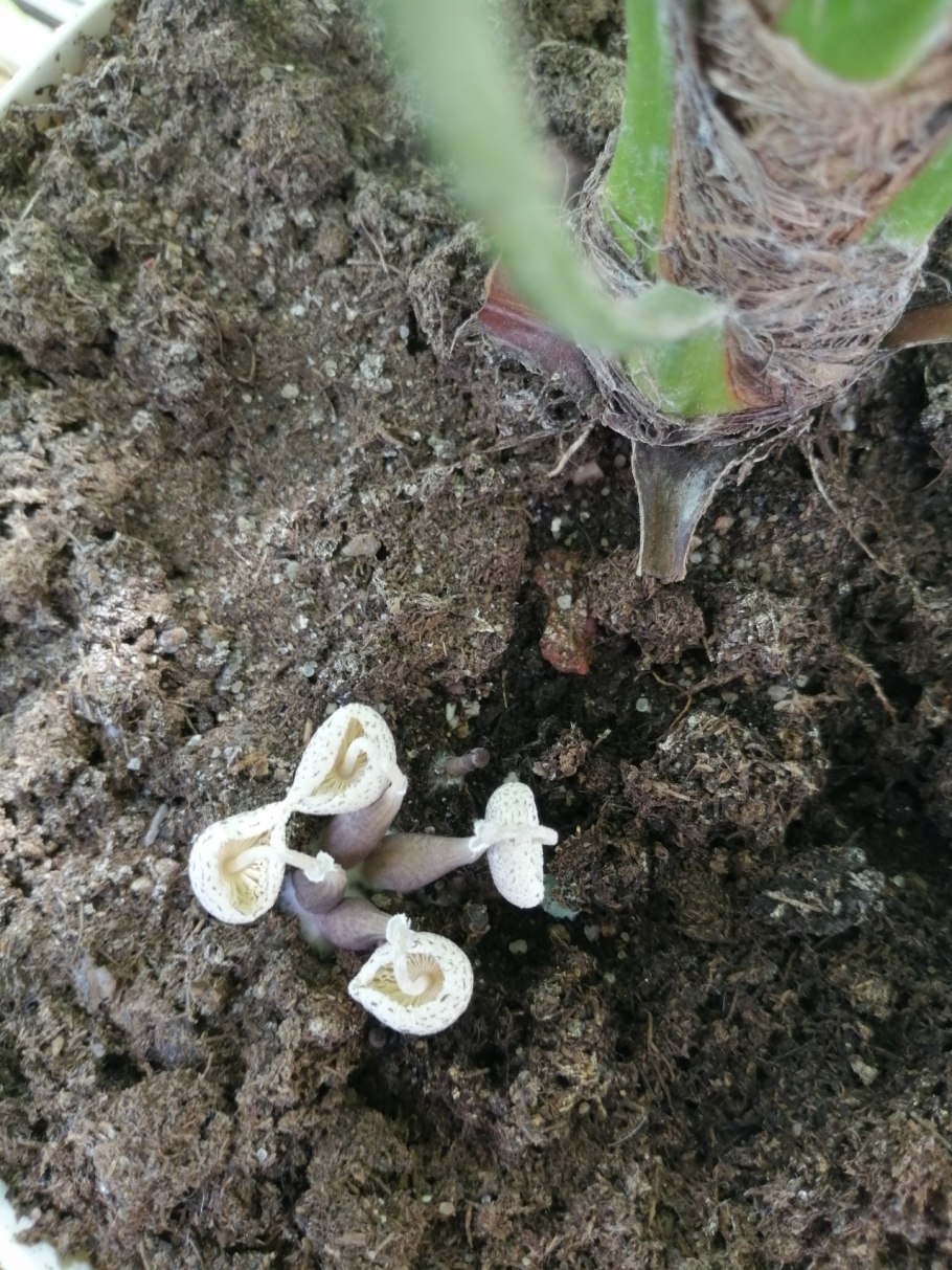 Вешенки шиитаке