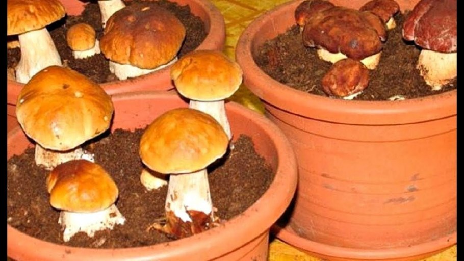 Микориза опенок