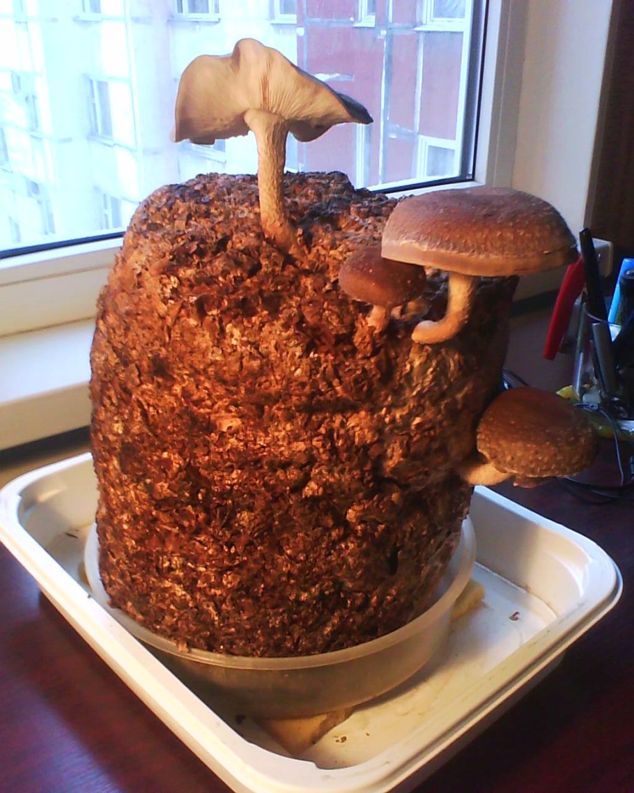 Теплицы для грибов шиитаке