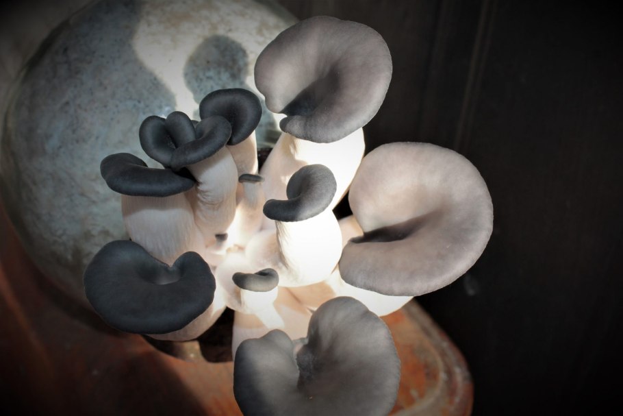 Мицелий Голден Тичер