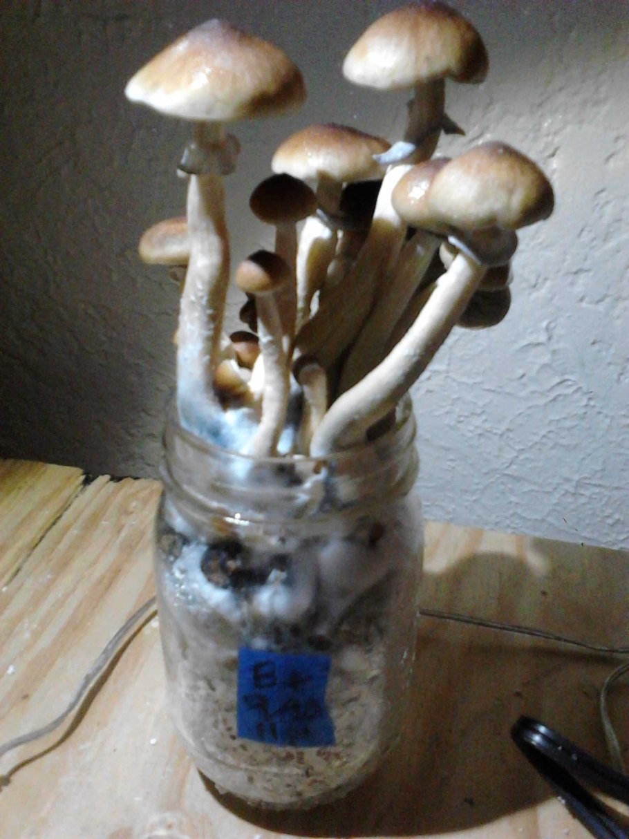 Гриб Белонавозник