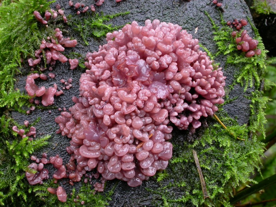 Аскокорине мясная (Ascocoryne sarcoides)