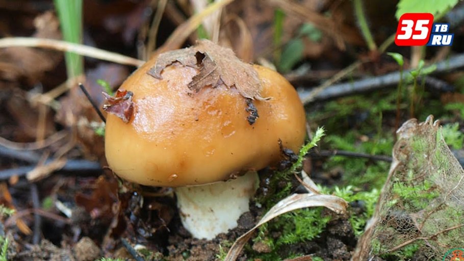 Валуй (Russula Foetens)