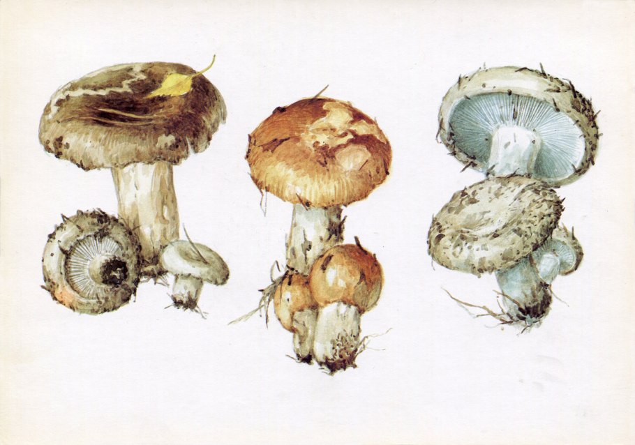 Грибы дымовики