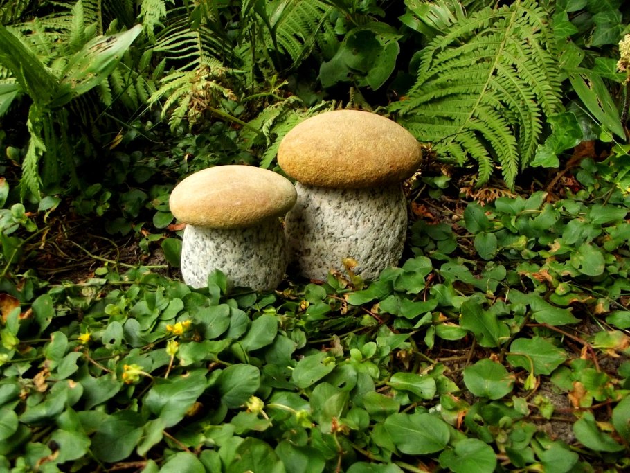 Путники грибы фото
