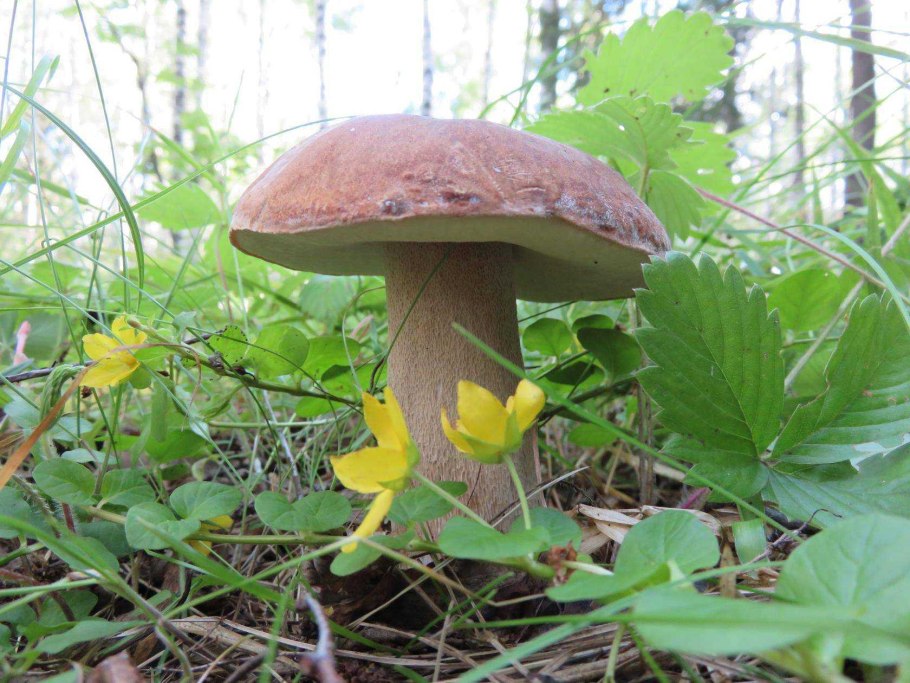 Съедобные грибы пермского края