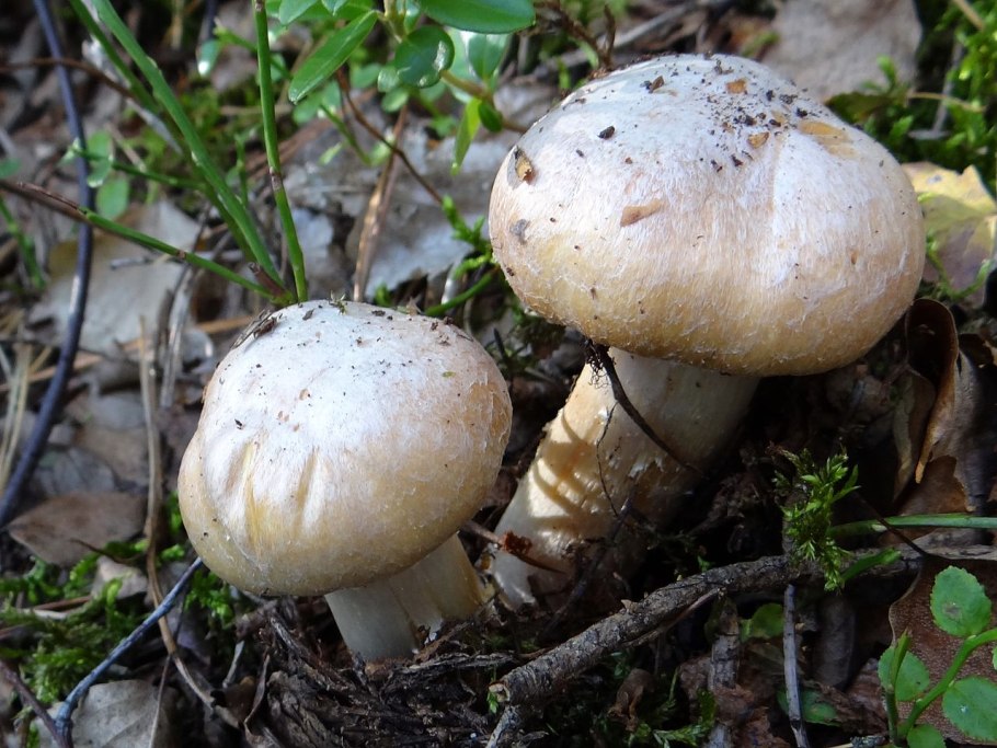 Сыроежка желчная гриб