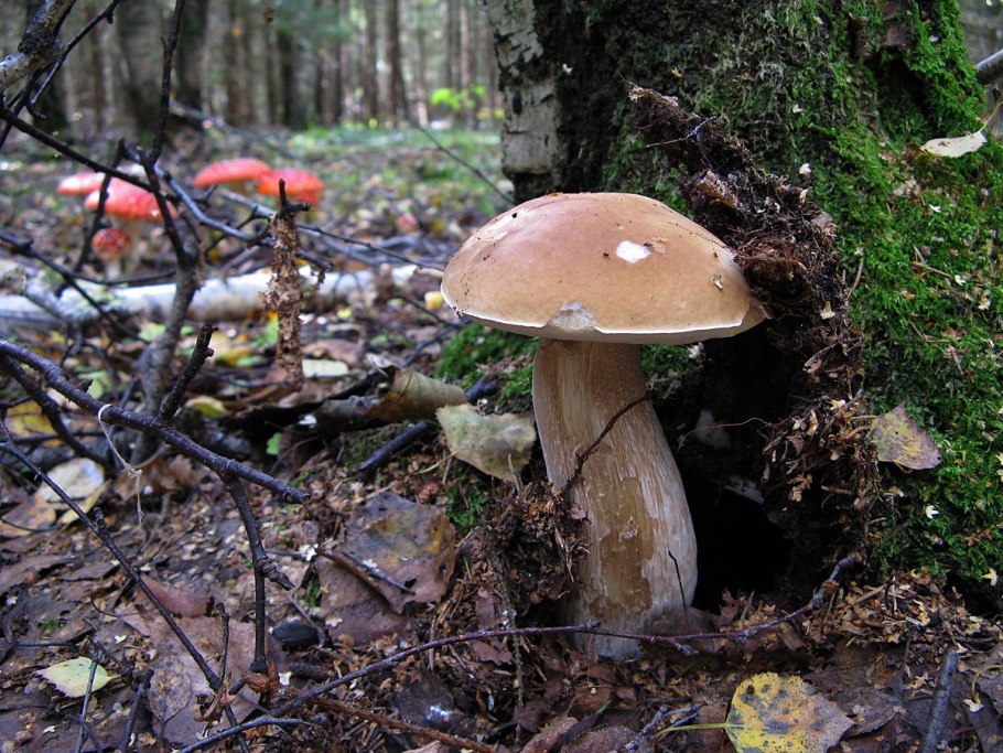 Зеленушка и бледная поганка