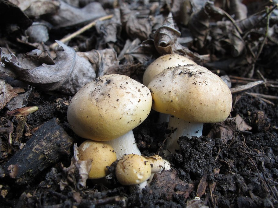 Грибы растущие группами