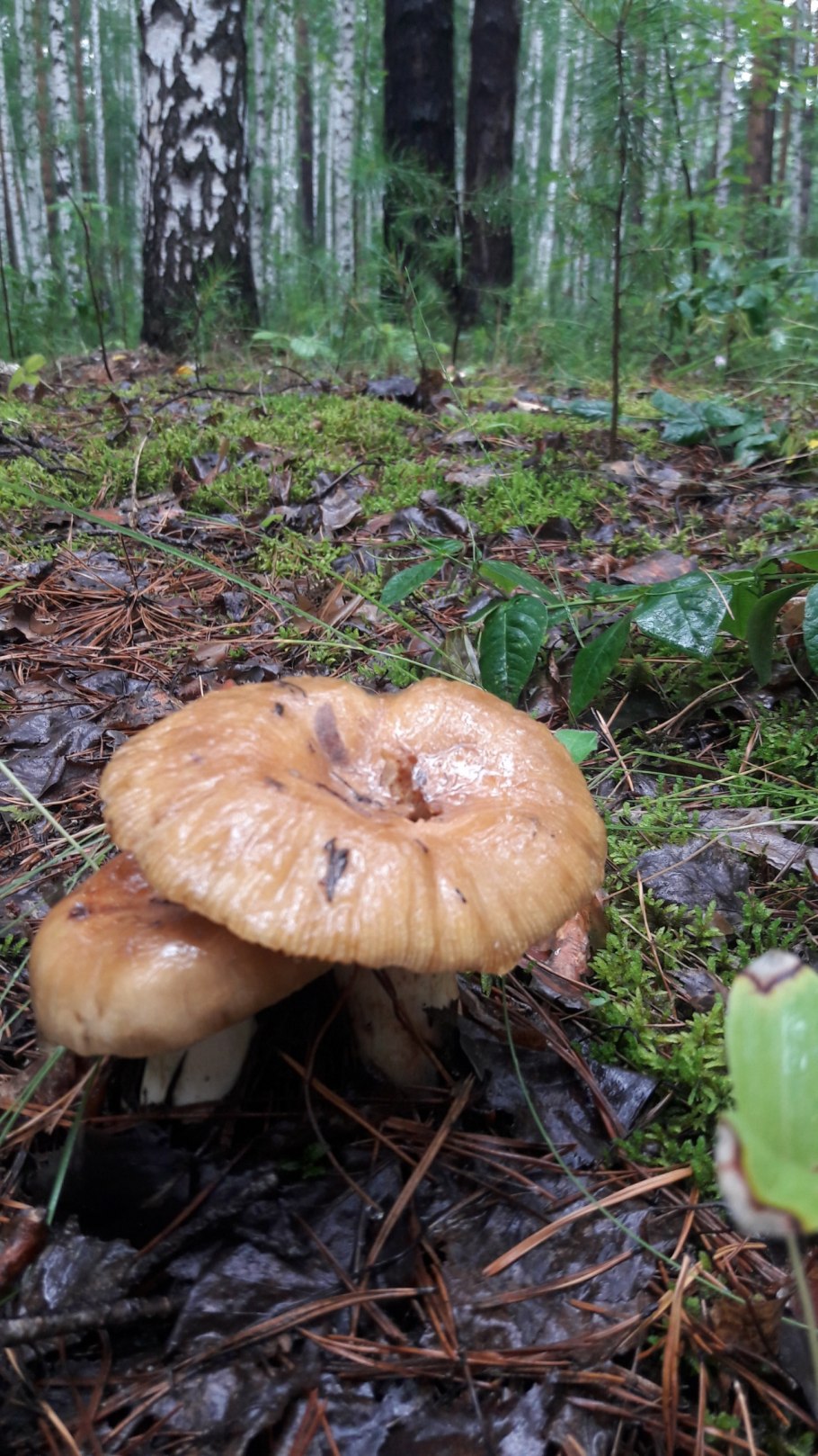 Валуй (Russula Foetens)