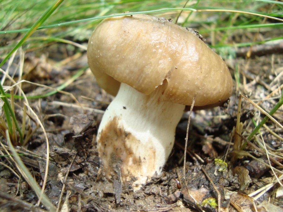 Кульбики грибы