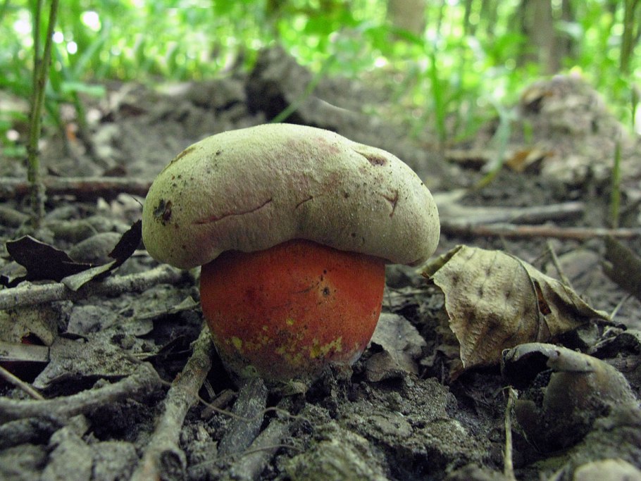 Грибы из камней