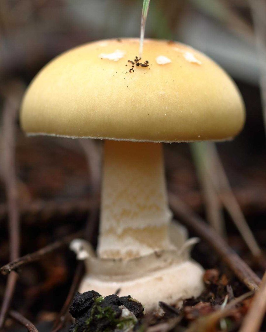 Мухомор желтоножковый