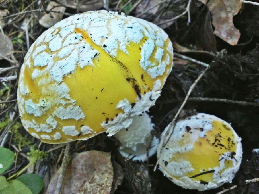 Несъедобные грибы Забайкалья