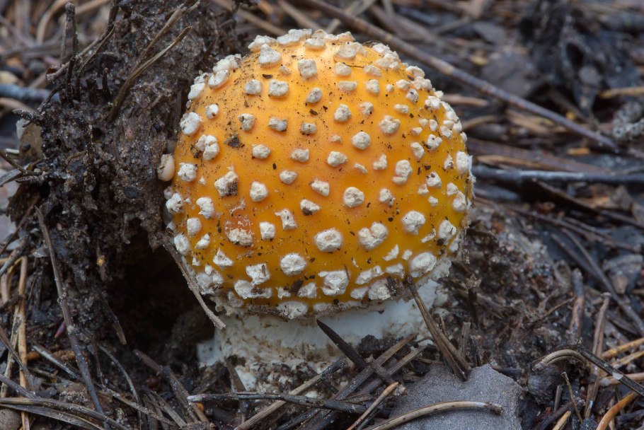 Мухомор желтоножковый