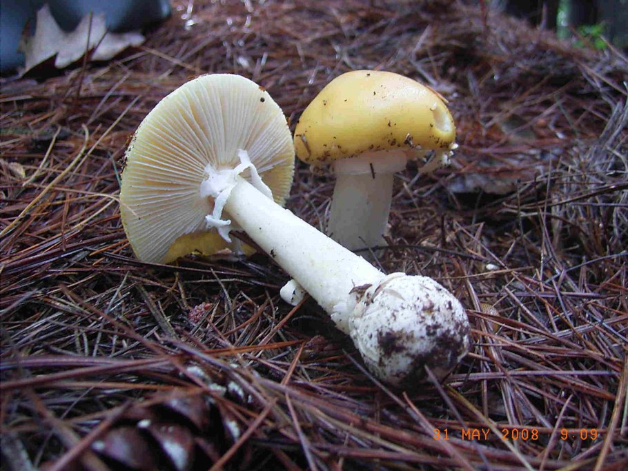 Мухомор желтоножковый