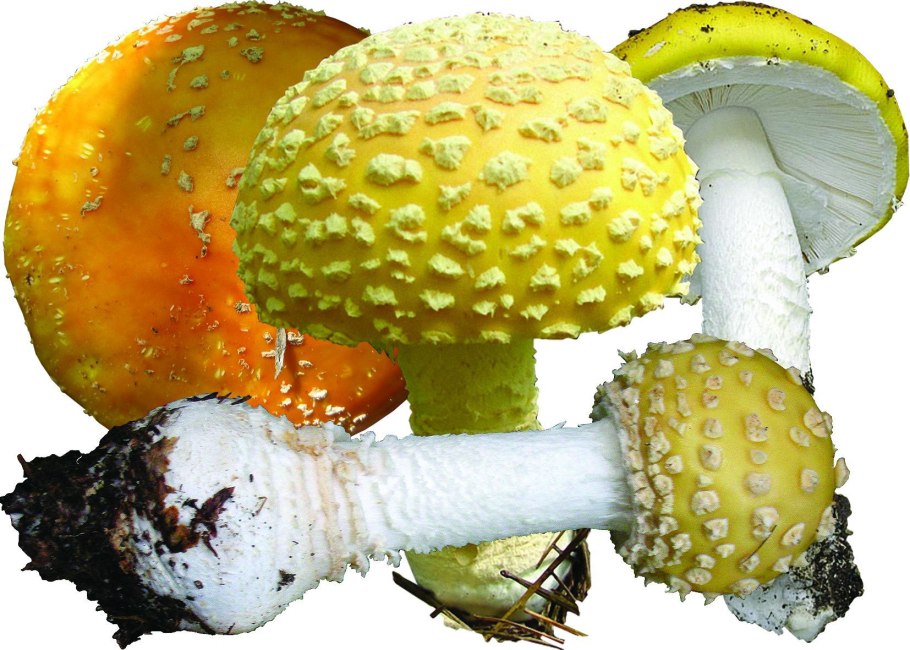 Гриб Белонавозник