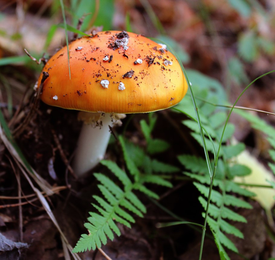 Гриб поганка оранжевая
