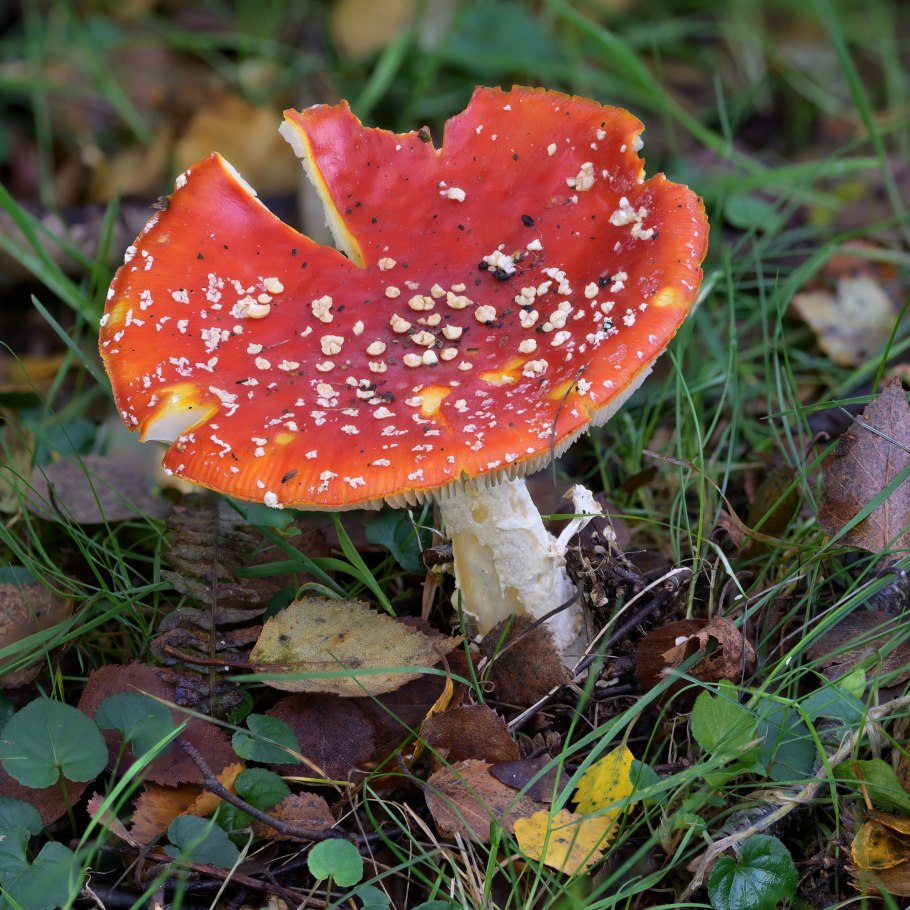 Мухомор лимонно-жёлтый