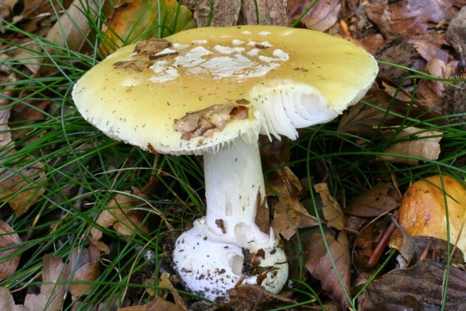 Мухомор желтоножковый