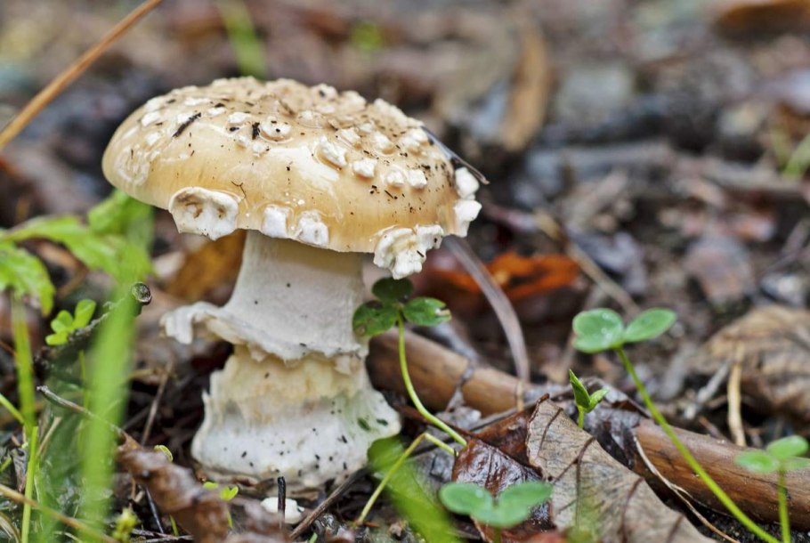 Мухомор Франше