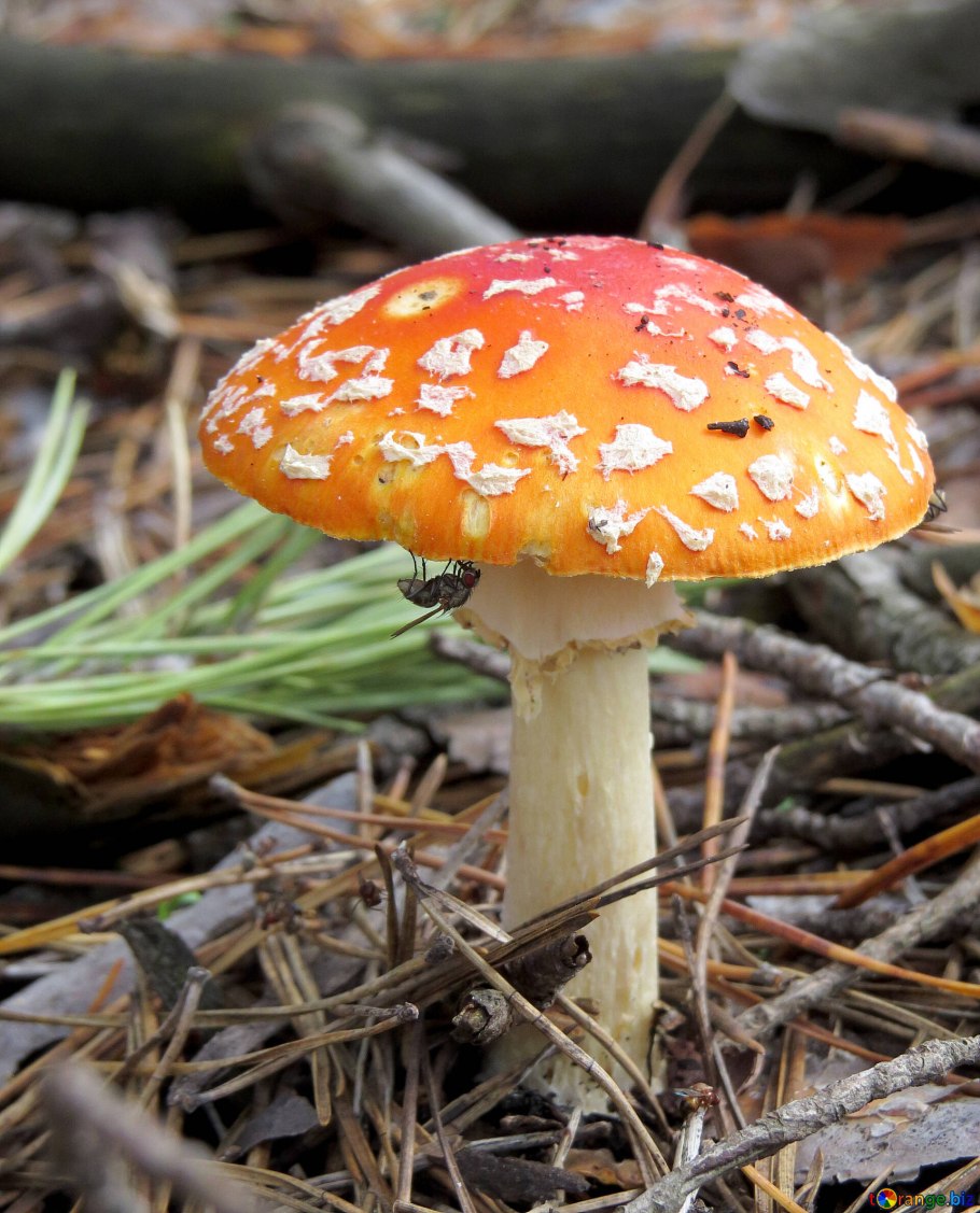 Аманита гриб